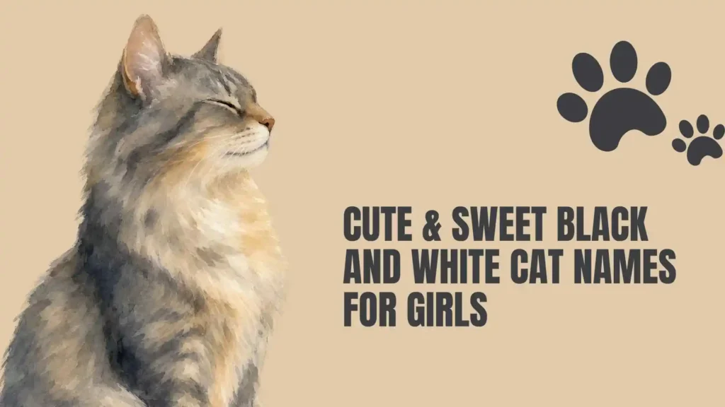 black and white cat names girl