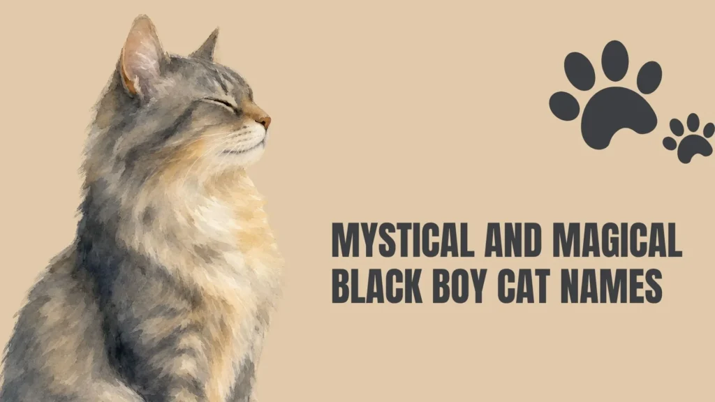 black boy cat names