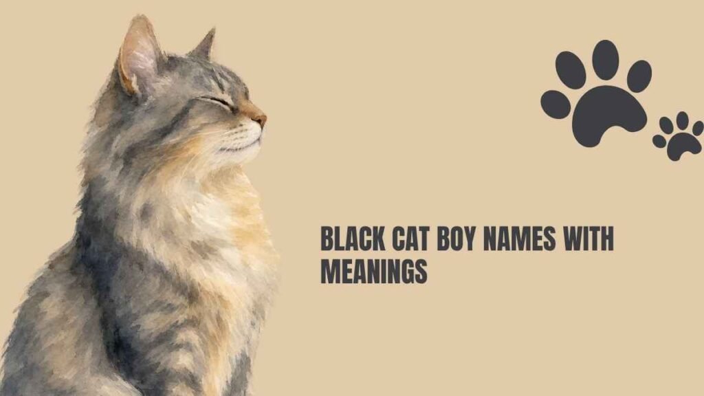 Black Cat Boy Names