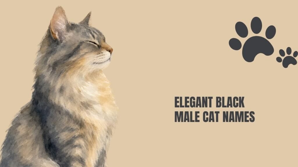 black male cat names
