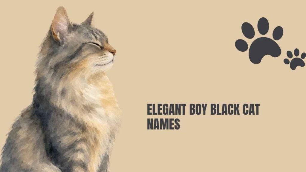 Boy Black Cat Names