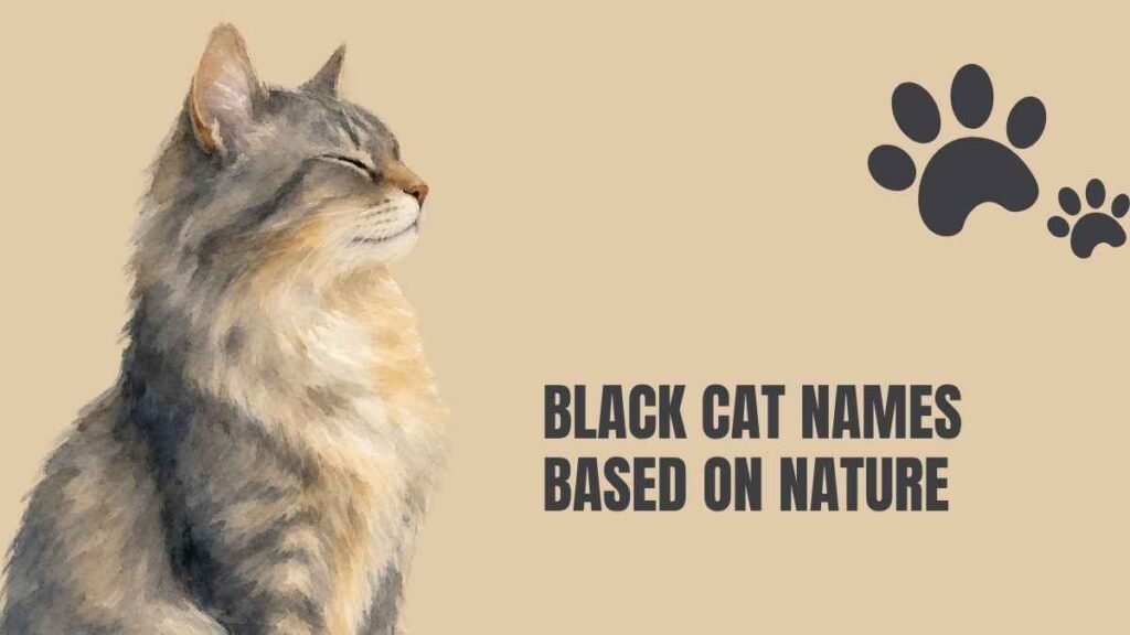 Boy Black Cat Names