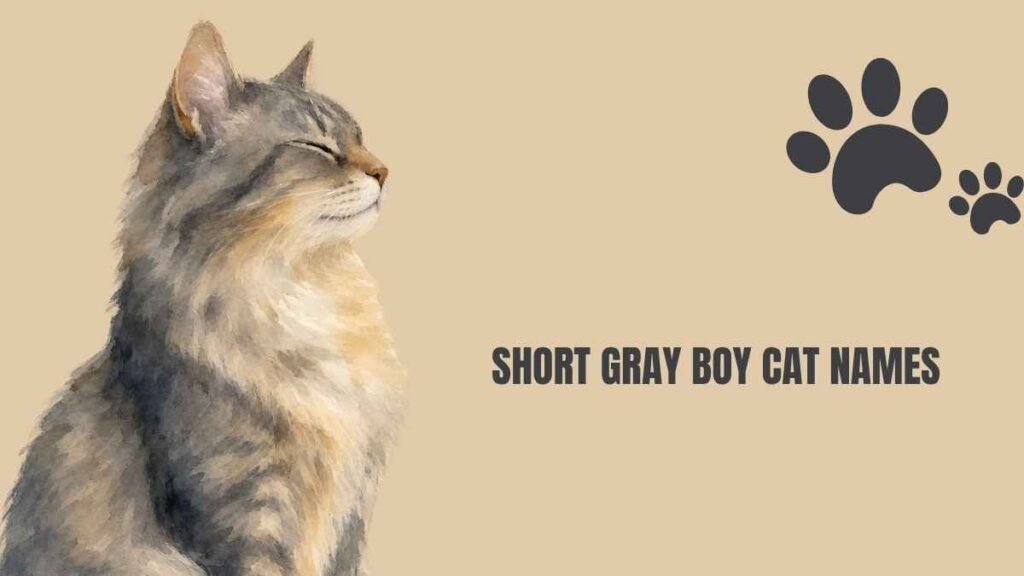 Boy Cat Names Grey