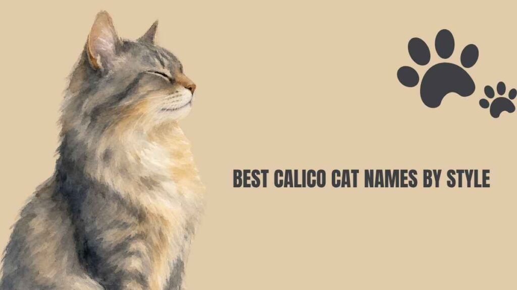 Calico Cat Names Female