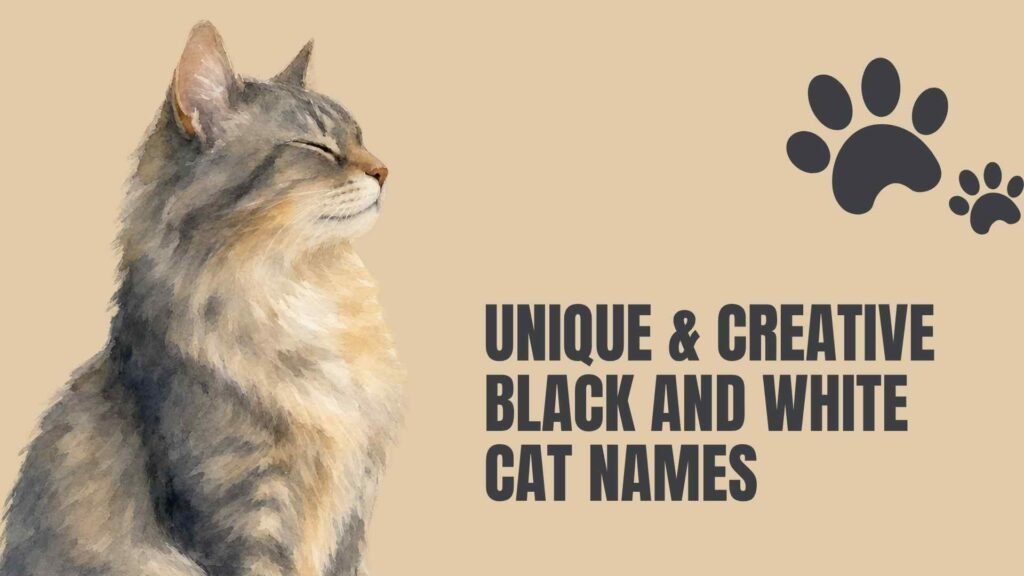cat names for black and white cats