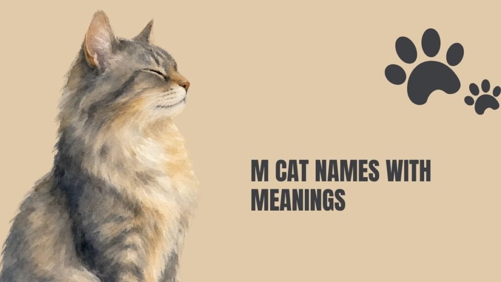 Cat Names That Start With M