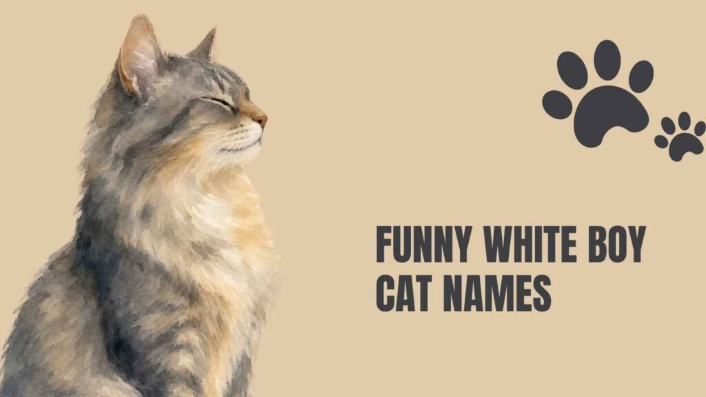 funny boy cat names