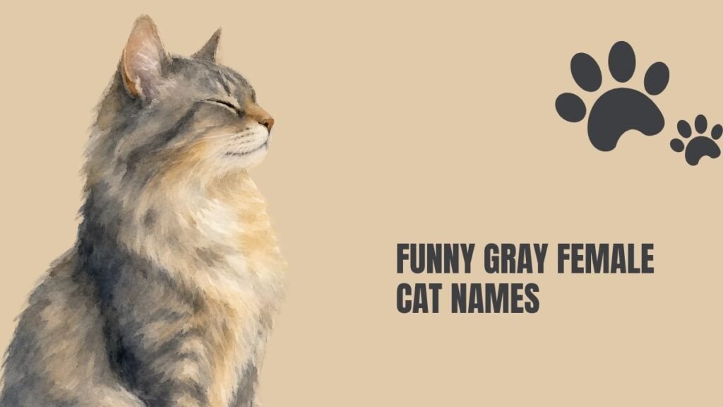 Funny Female Cat Names