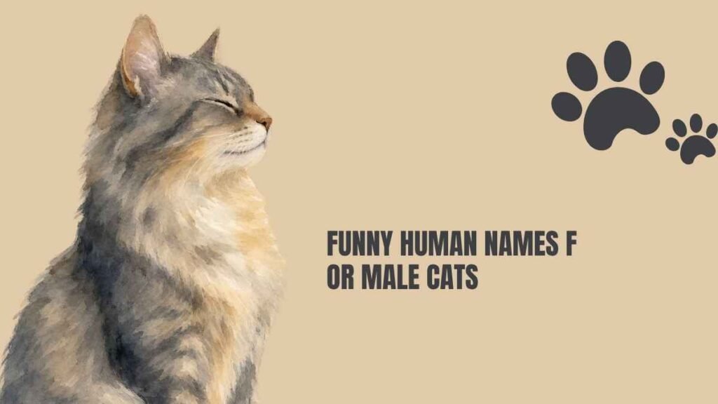 Funny Male Cat Names