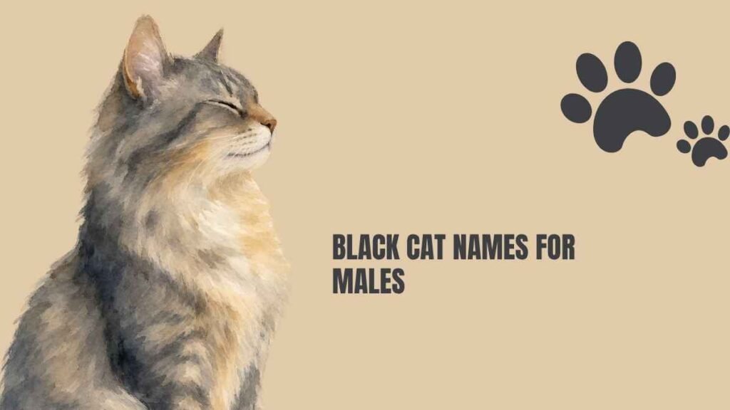 Unique Male Cat Names