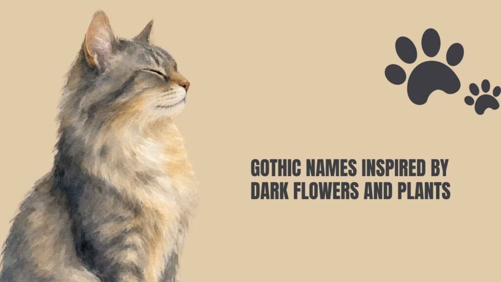 gothic cat names