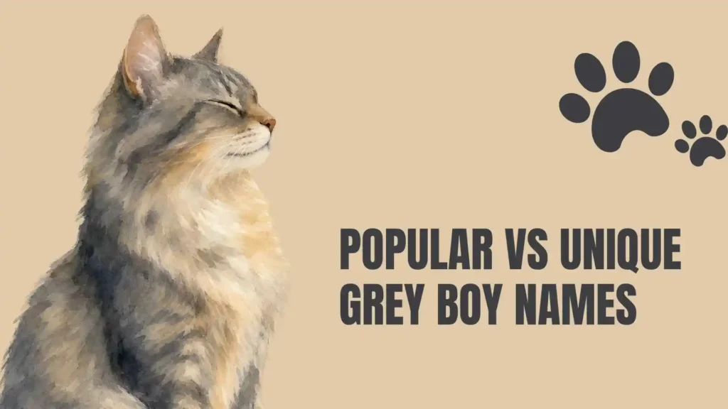 grey cat names boy