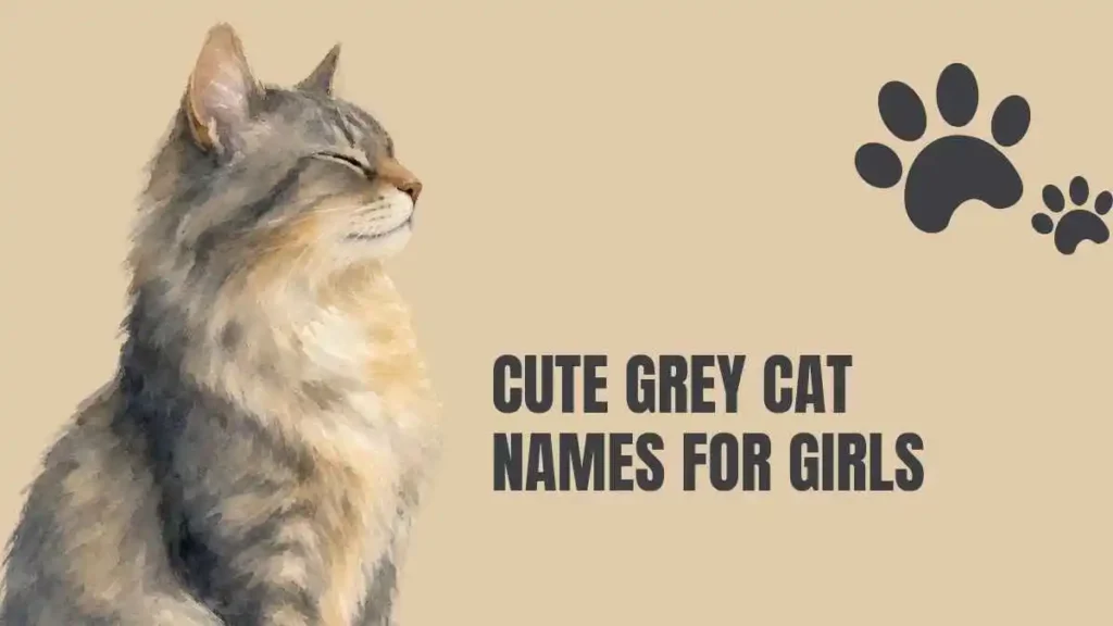 grey cat names girl