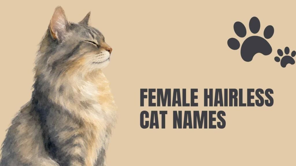 hairless cat names