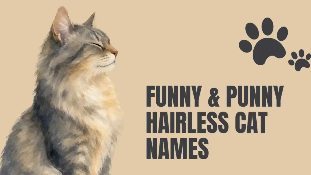 hairless cat names