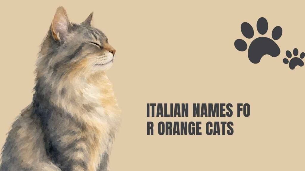 italian cat names