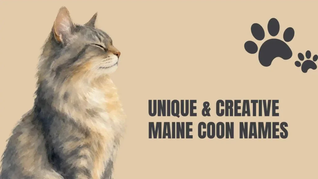 maine coon cat names