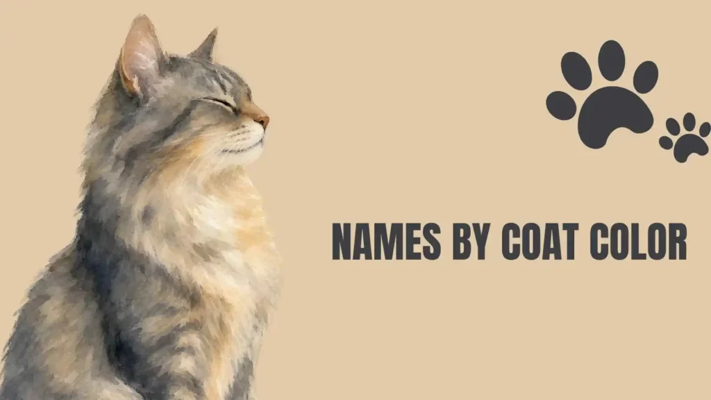 maine coon cat names