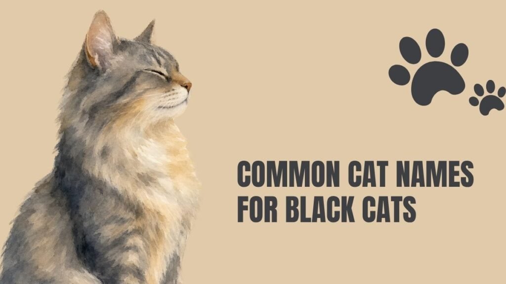most common cat names