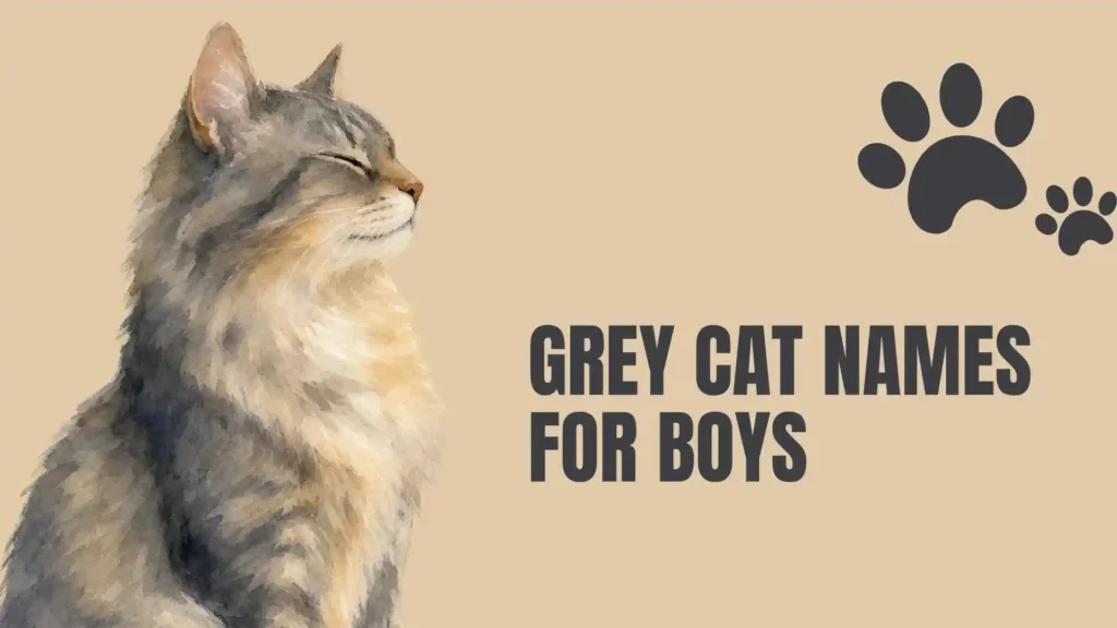 names for a grey cat