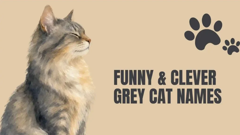 names for a grey cat