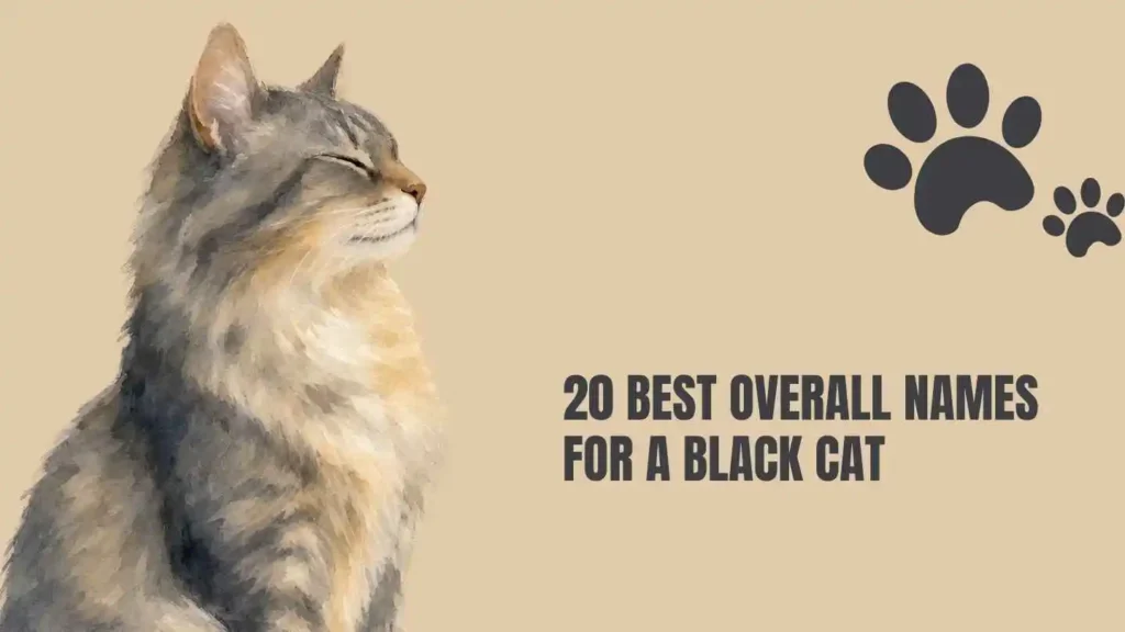 names for black cat
