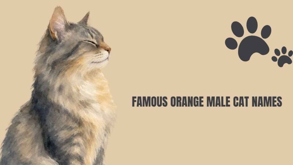 orange male cat names