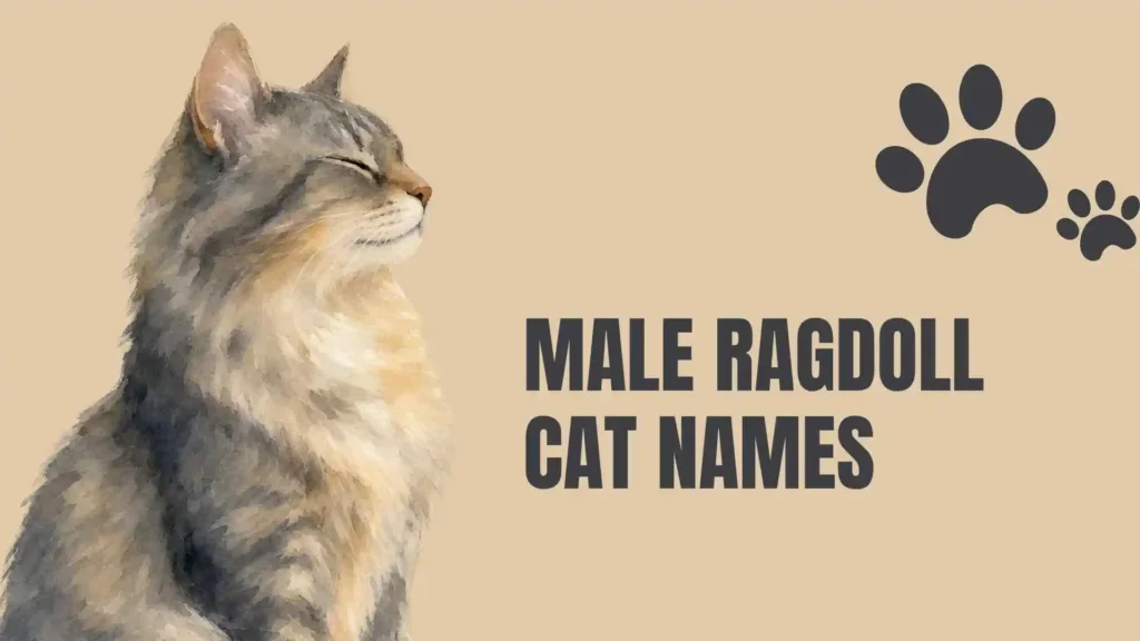 ragdoll cat names