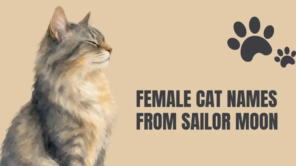 sailor moon cat names