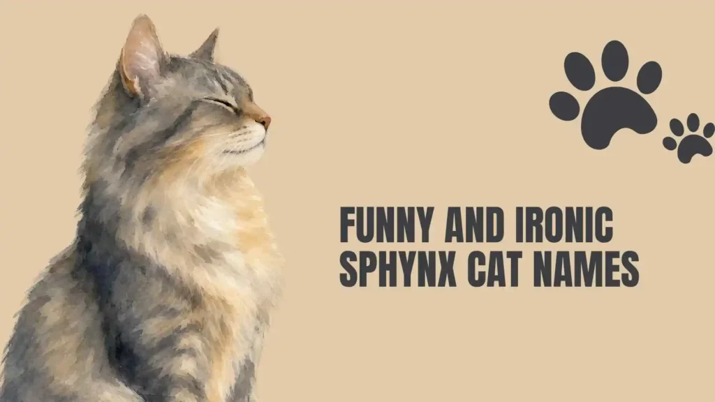 sphynx cat names