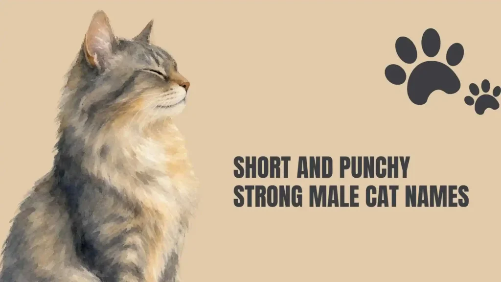 strong male cat names