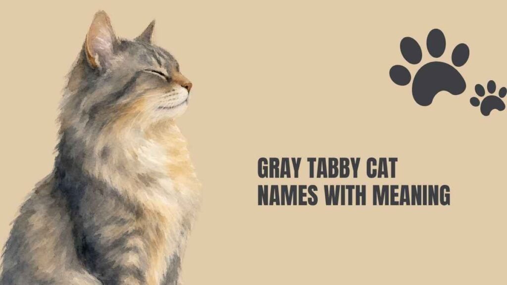 unique gray cat names with meaning