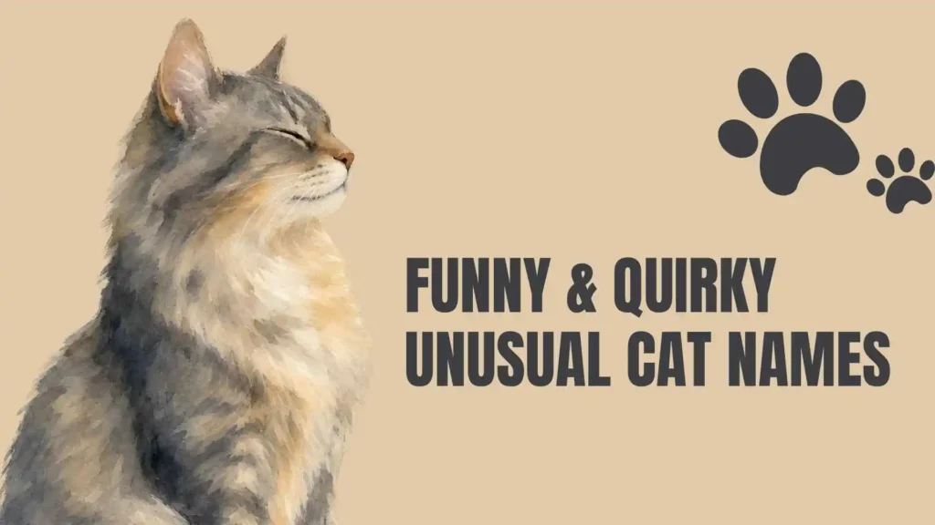 unusual cat names