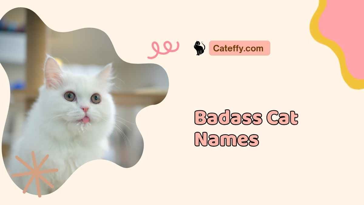 Badass Cat Names