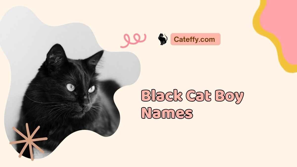 Black Cat Boy Names