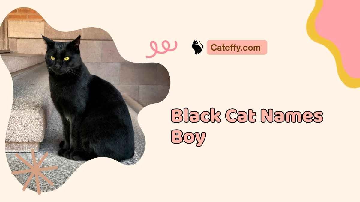 Black Cat Names Boy