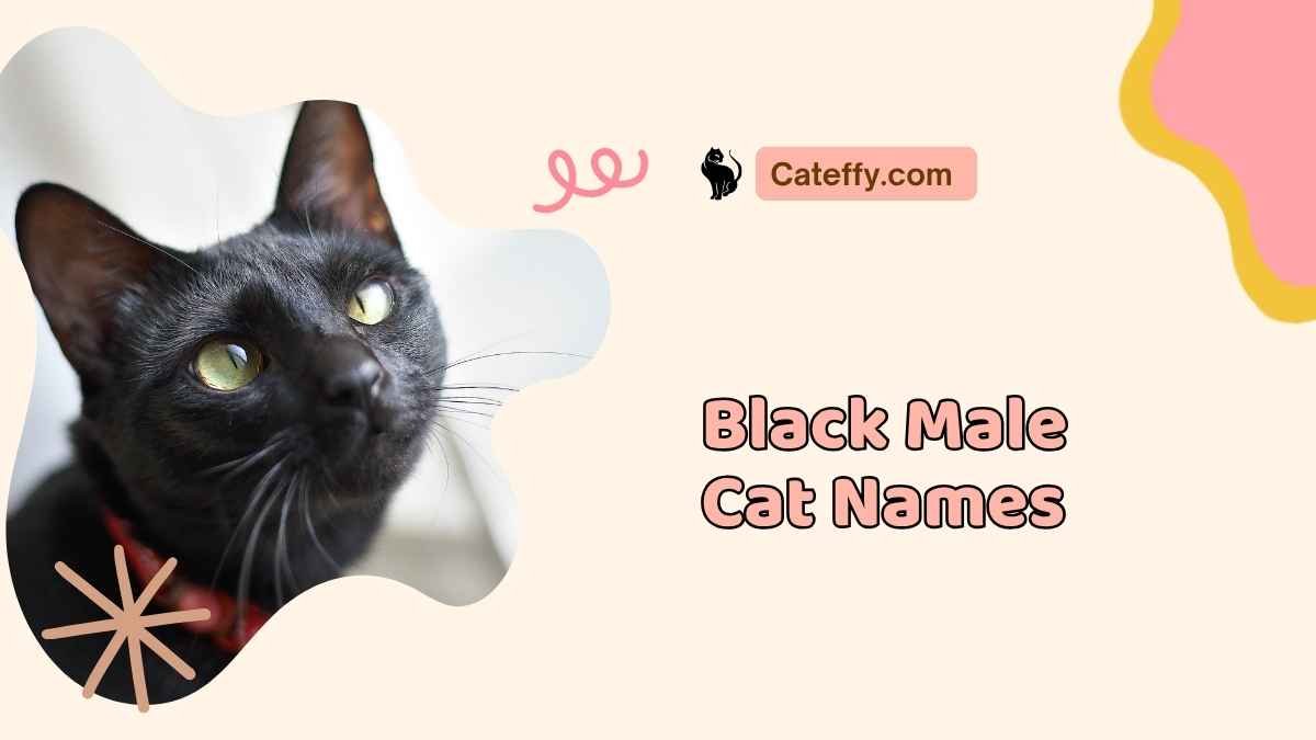 black male cat names