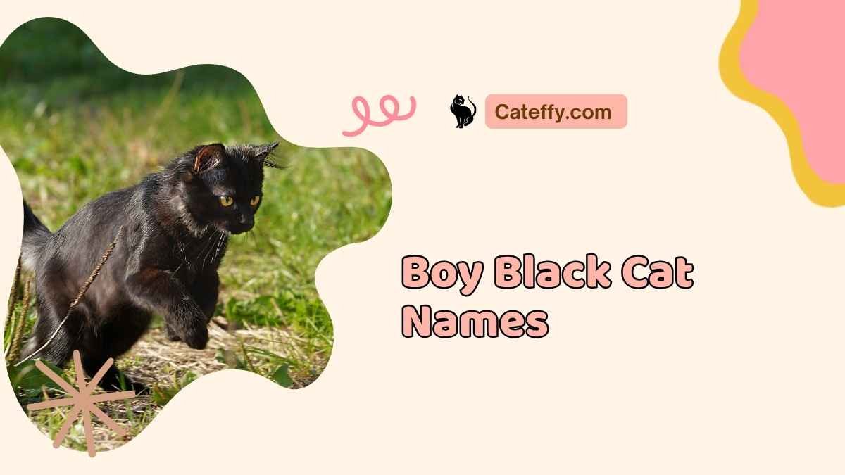 Boy Black Cat Names