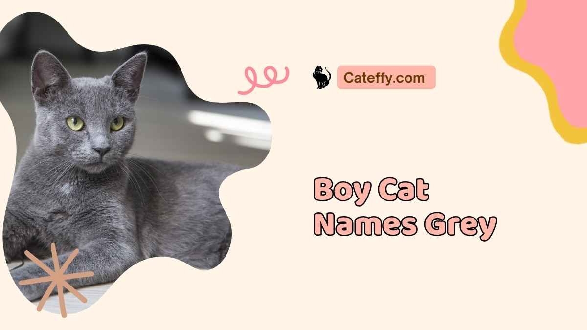 Boy Cat Names Grey