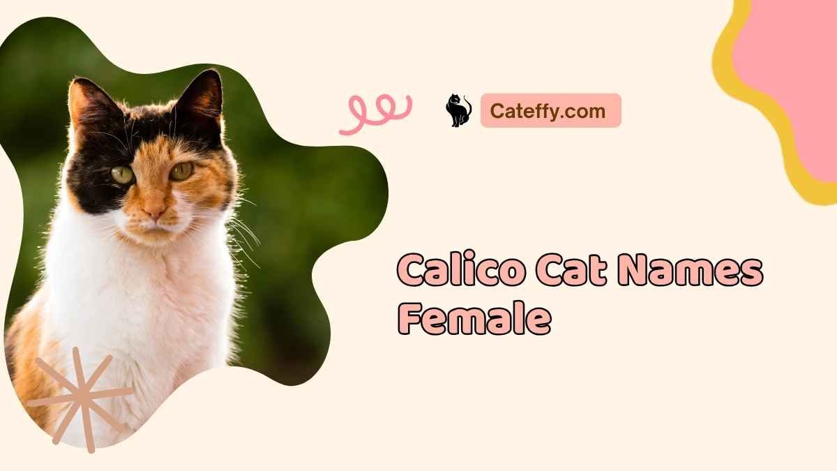 Calico Cat Names Female