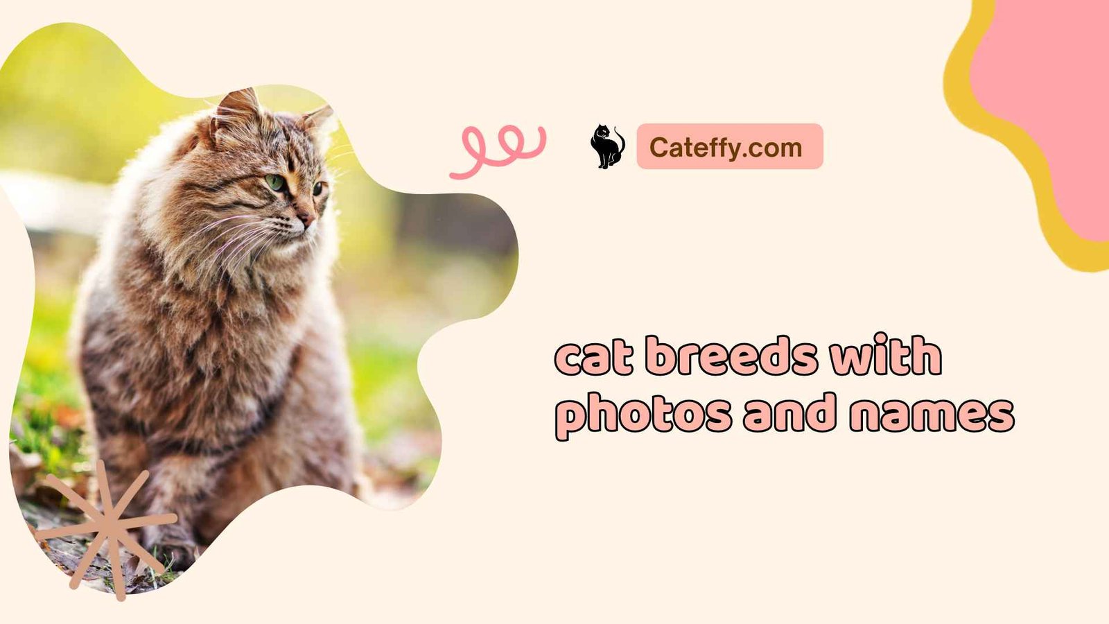 cat breeds with photos and names