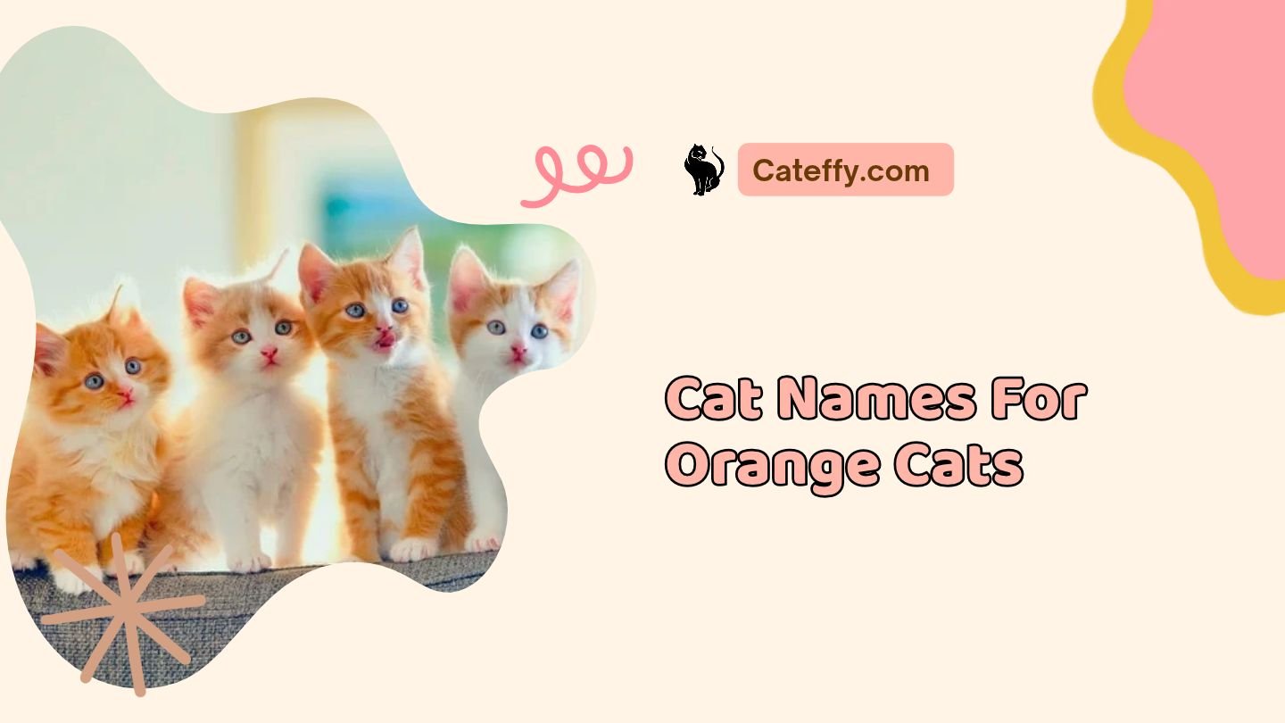 cat names for orange cats