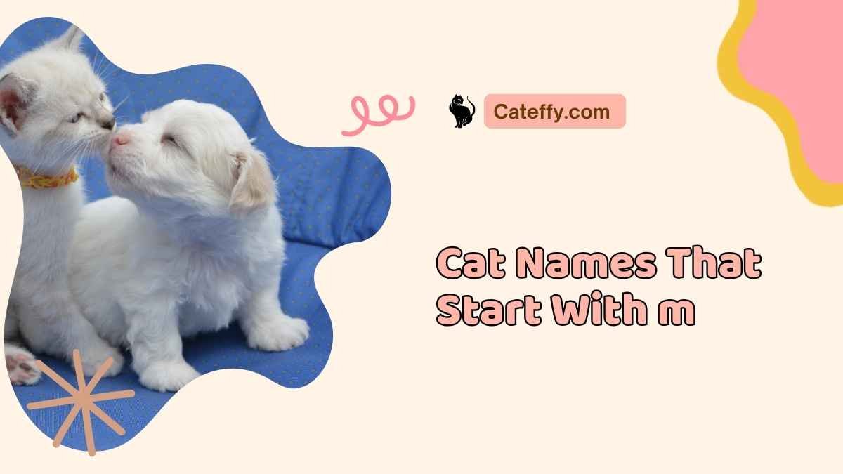 cat names that start with m