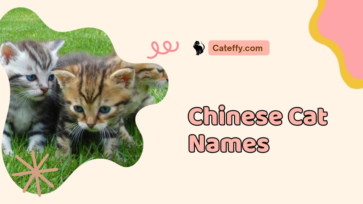 chinese cat names