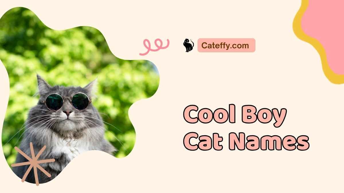 cool boy cat names