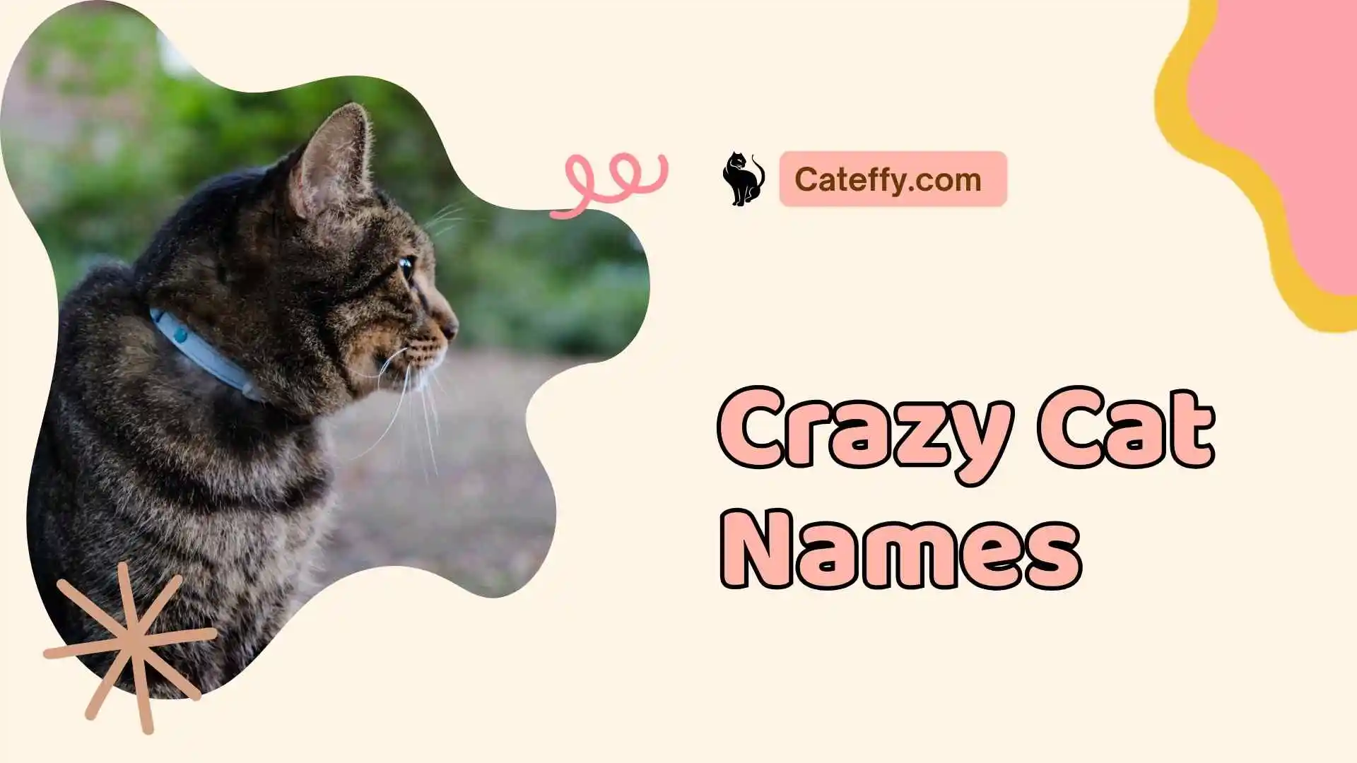 crazy cat names