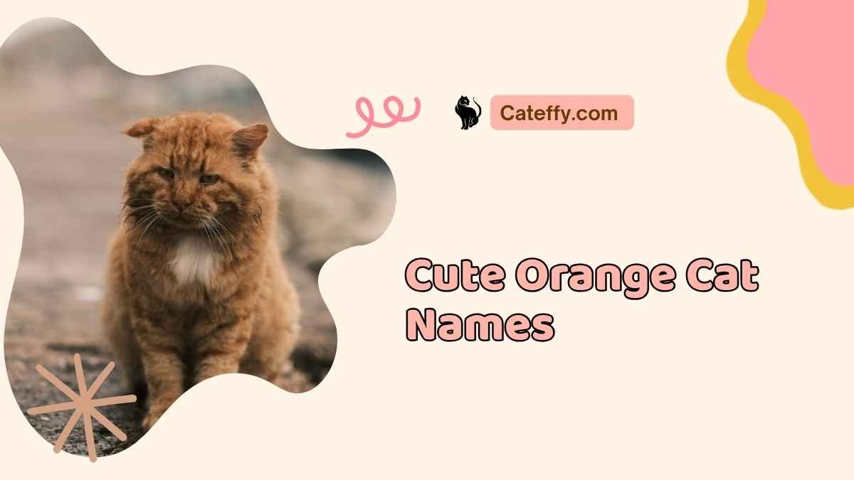 Cute Orange Cat Names