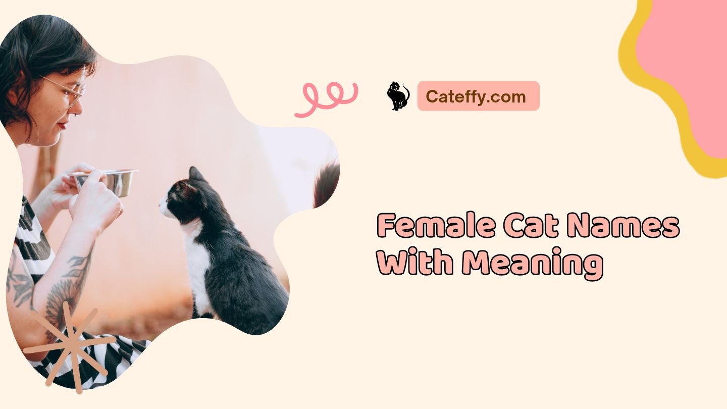 female cat names with meaning