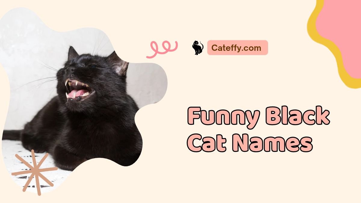 funny black cat names