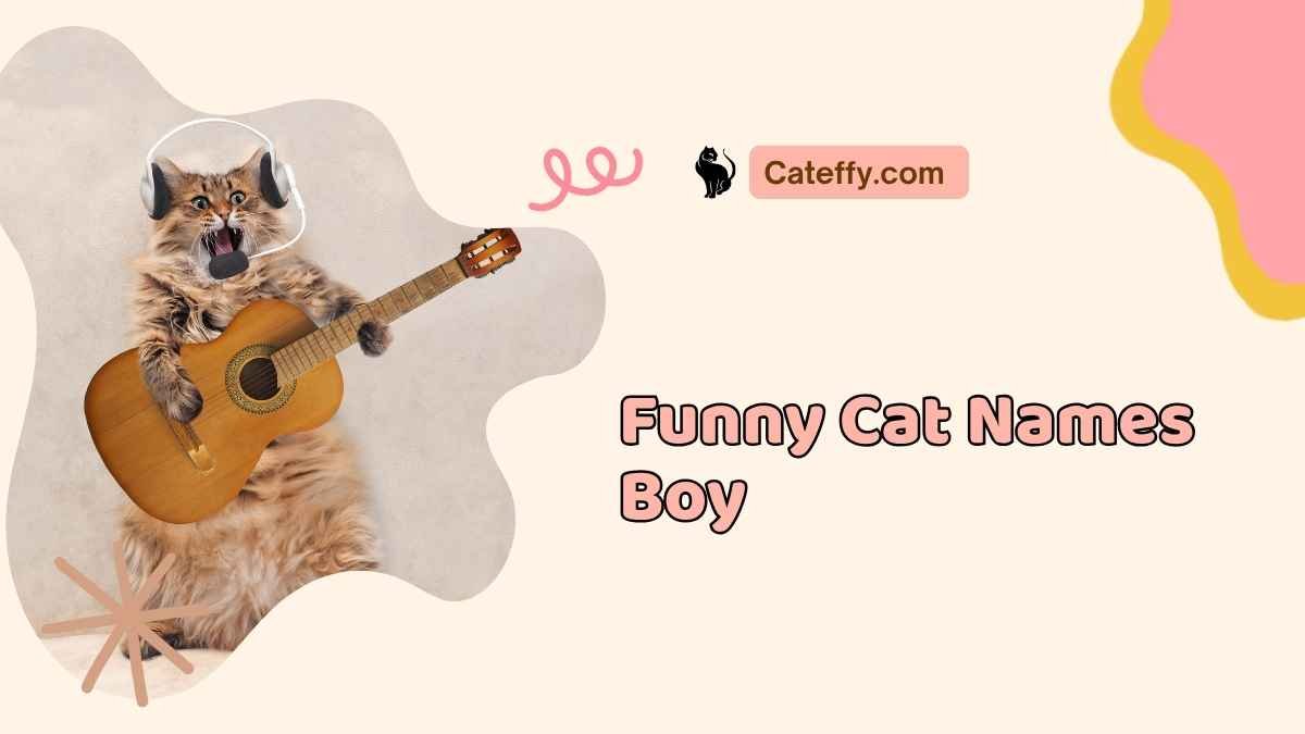 Funny Cat Names for Boys